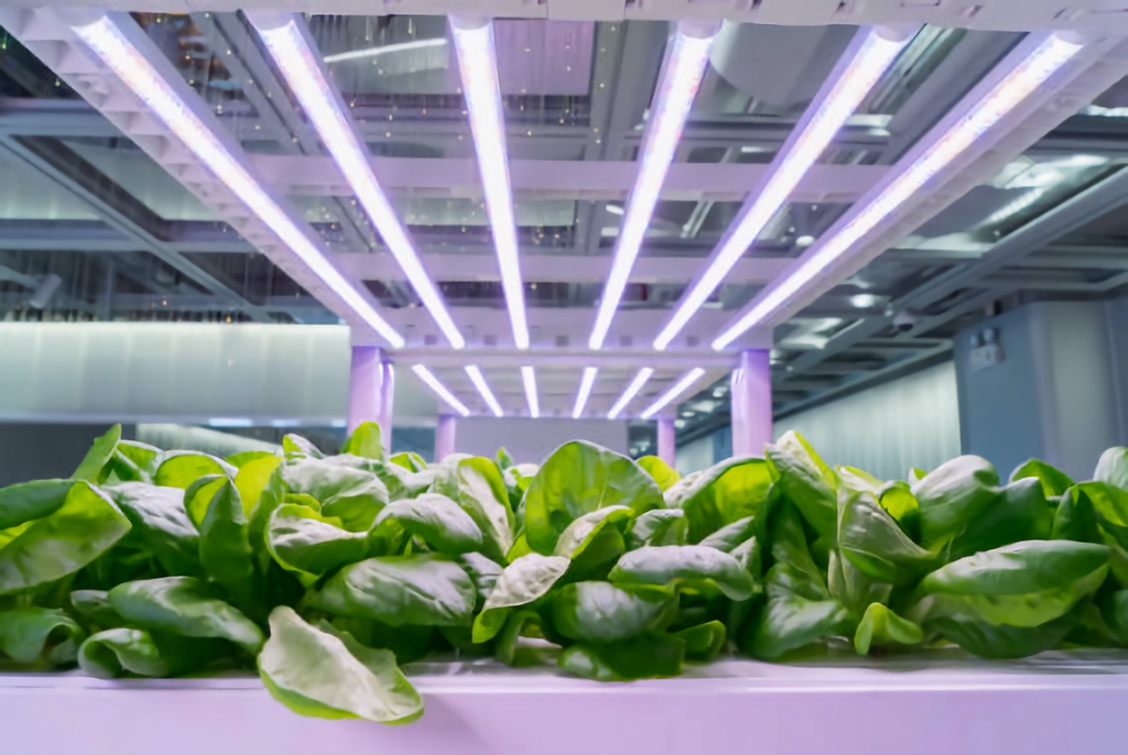 Beginner's Guide to Selecting an LED Grow Light