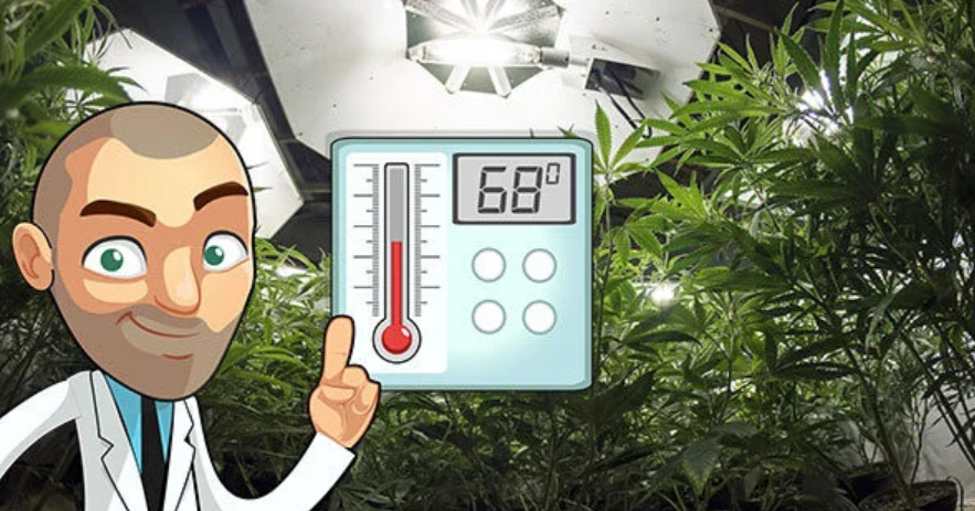 Optimal Temperature for Growing Marijuana Plants